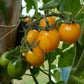 Olive Dorée DER TOMATENFLÜSTERER