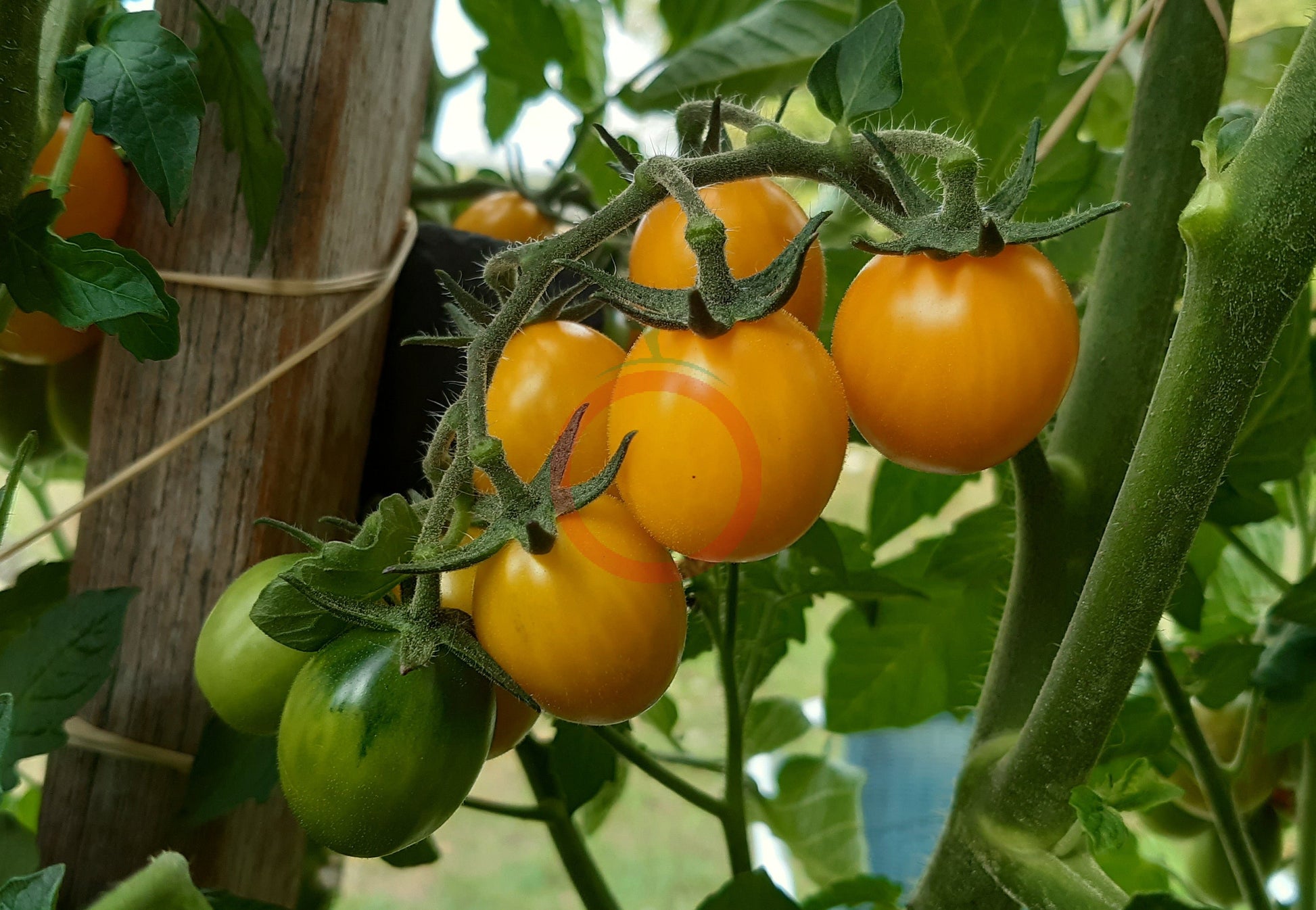 Olive Dorée DER TOMATENFLÜSTERER