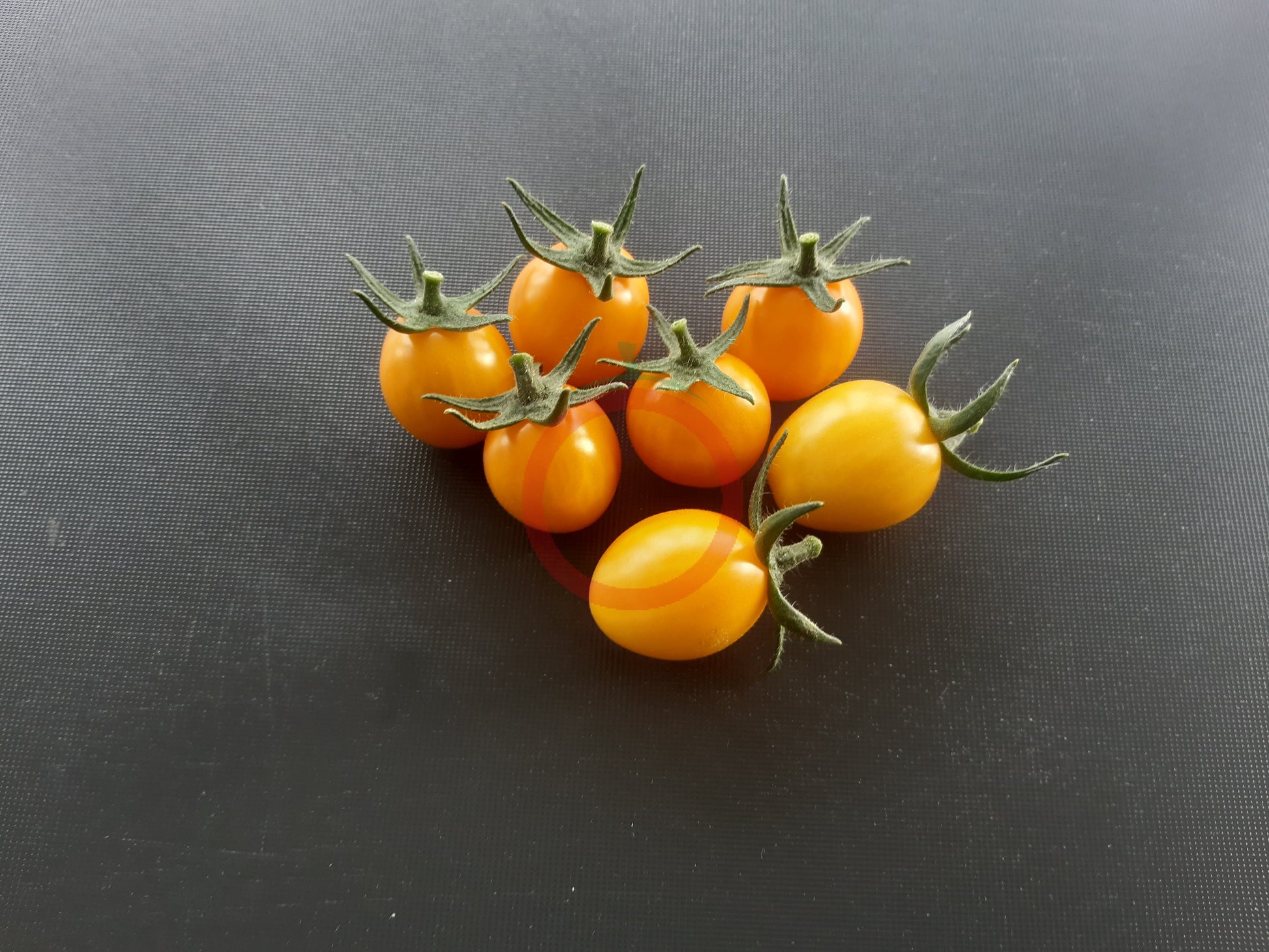 Olive Dorée DER TOMATENFLÜSTERER