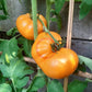 Orange Crush DER TOMATENFLÜSTERER
