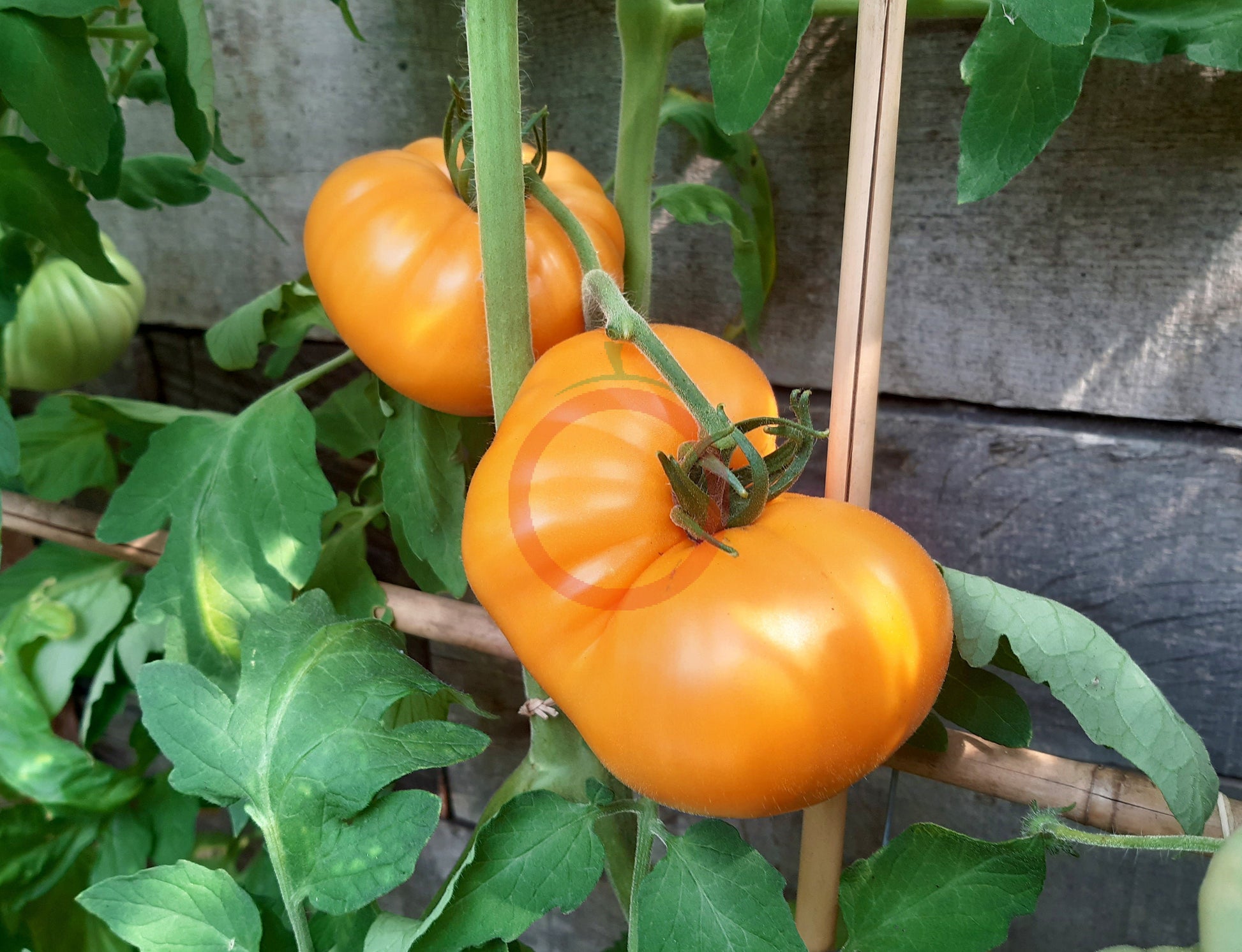 Orange Crush DER TOMATENFLÜSTERER