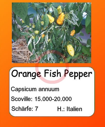 Orange Fish Pepper DER TOMATENFLÜSTERER