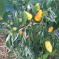 Orange Fish Pepper DER TOMATENFLÜSTERER