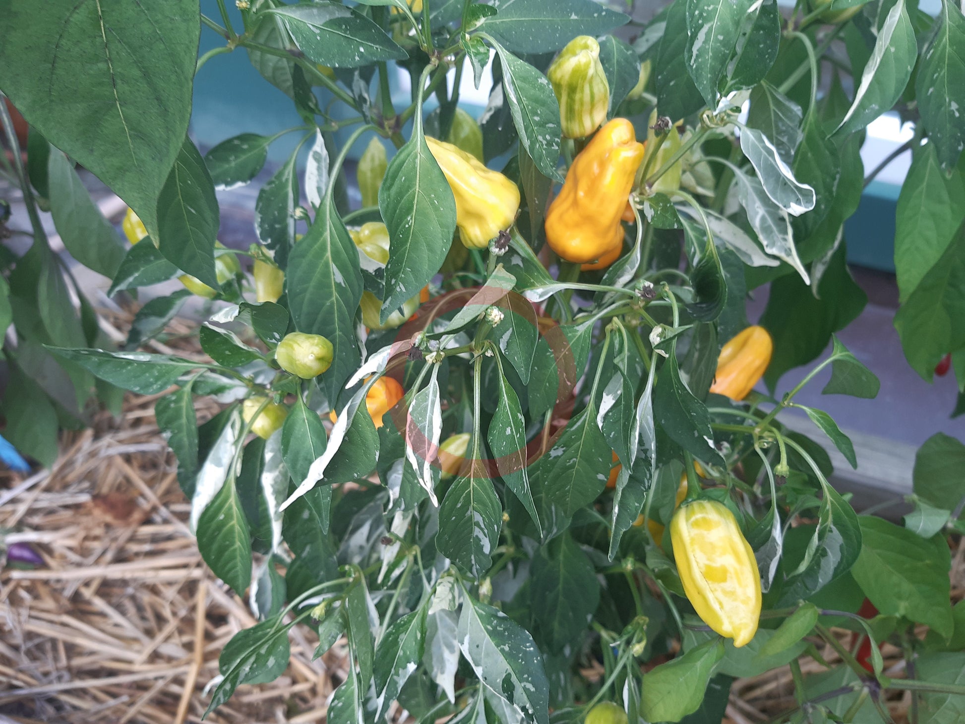 Orange Fish Pepper DER TOMATENFLÜSTERER