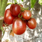 Orion´s Belt DER TOMATENFLÜSTERER