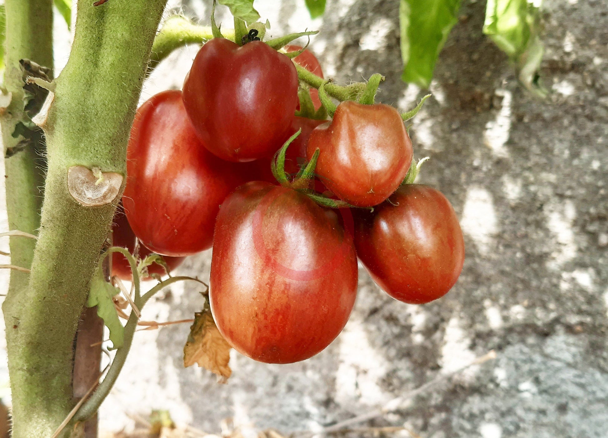 Orion´s Belt DER TOMATENFLÜSTERER