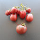 Orion´s Belt DER TOMATENFLÜSTERER