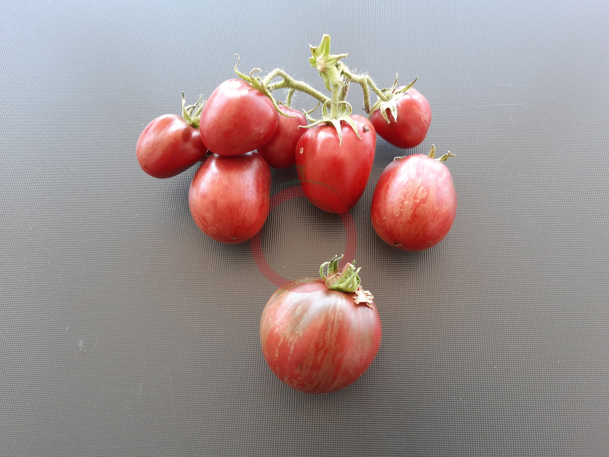 Orion´s Belt DER TOMATENFLÜSTERER