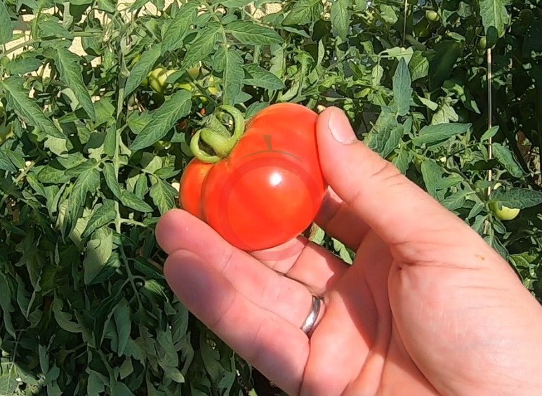 Otradny DER TOMATENFLÜSTERER