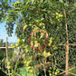 Ovita DER TOMATENFLÜSTERER