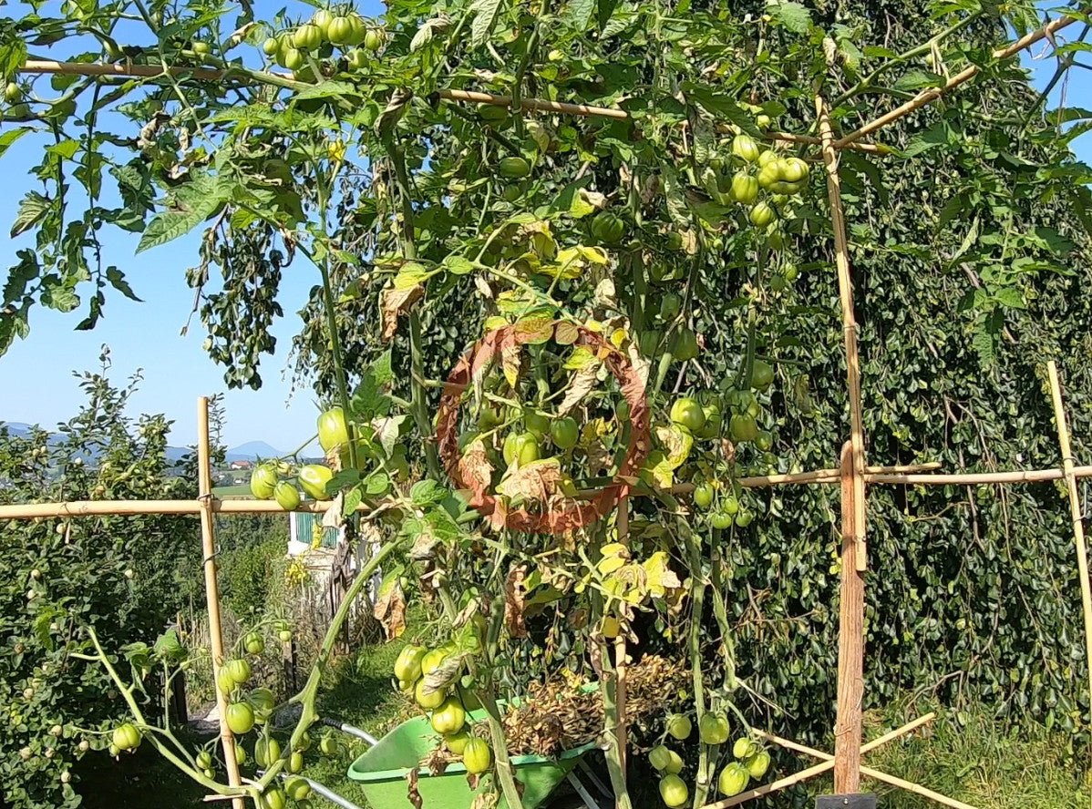 Ovita DER TOMATENFLÜSTERER