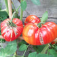 Pamplemousse du grand pére DER TOMATENFLÜSTERER