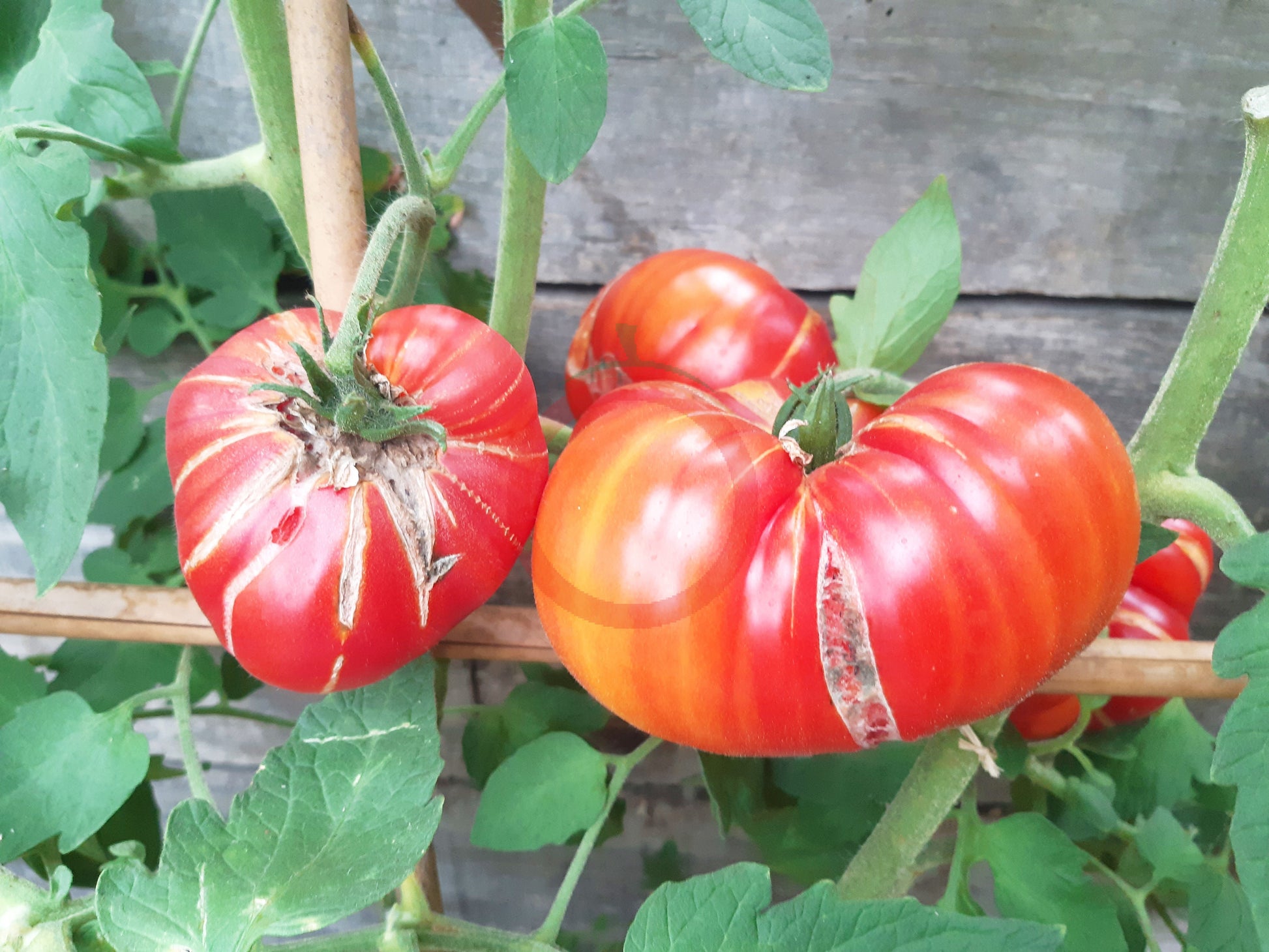 Pamplemousse du grand pére DER TOMATENFLÜSTERER