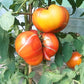 Pamplemousse du grand pére DER TOMATENFLÜSTERER