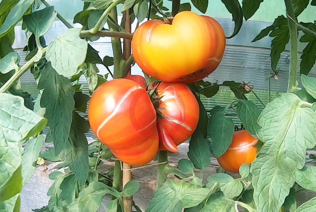 Pamplemousse du grand pére DER TOMATENFLÜSTERER