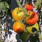 Peach Blow Sutton DER TOMATENFLÜSTERER