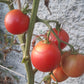 Pêche Andrieux Vilmorin DER TOMATENFLÜSTERER