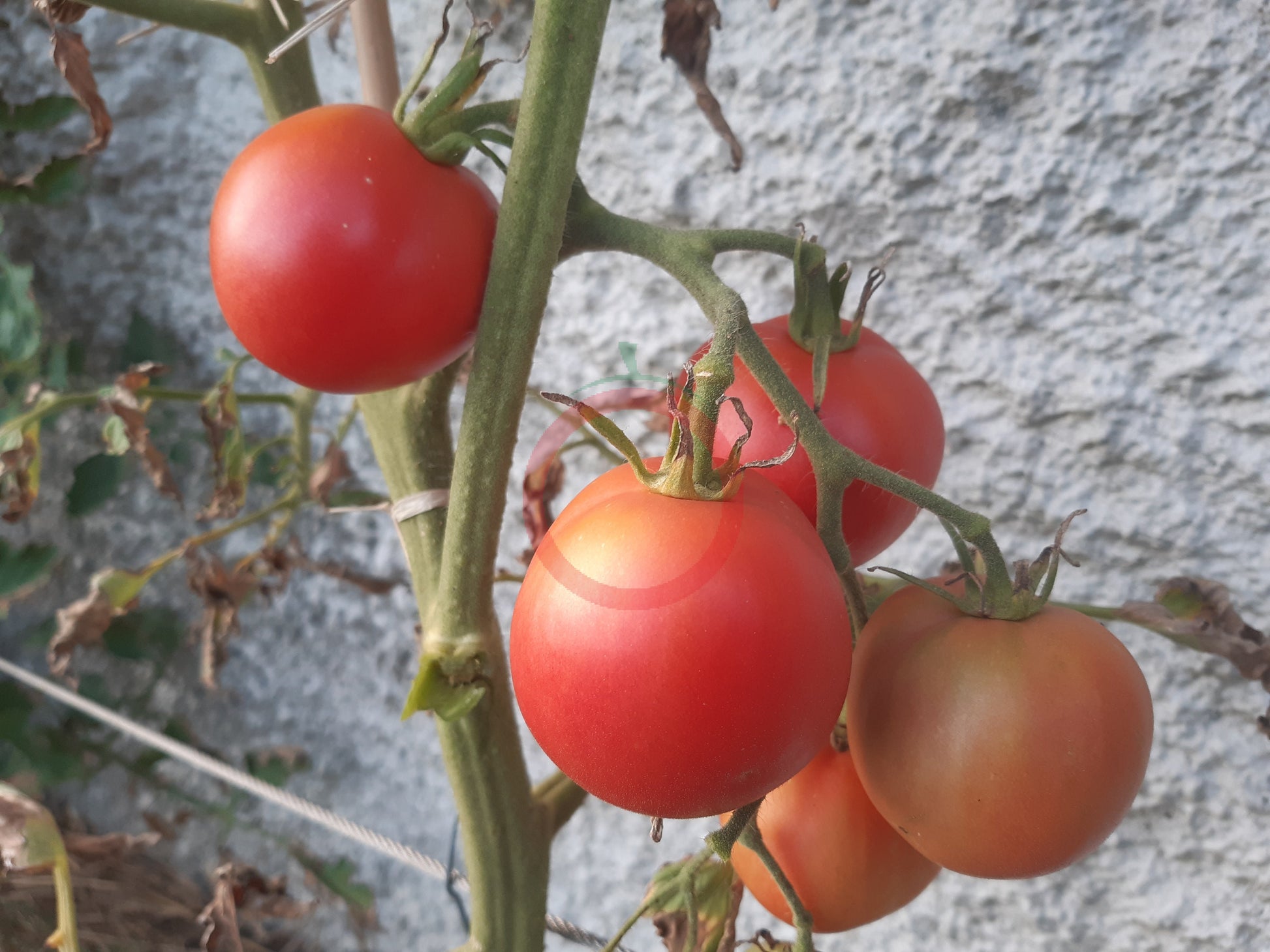 Pêche Andrieux Vilmorin DER TOMATENFLÜSTERER
