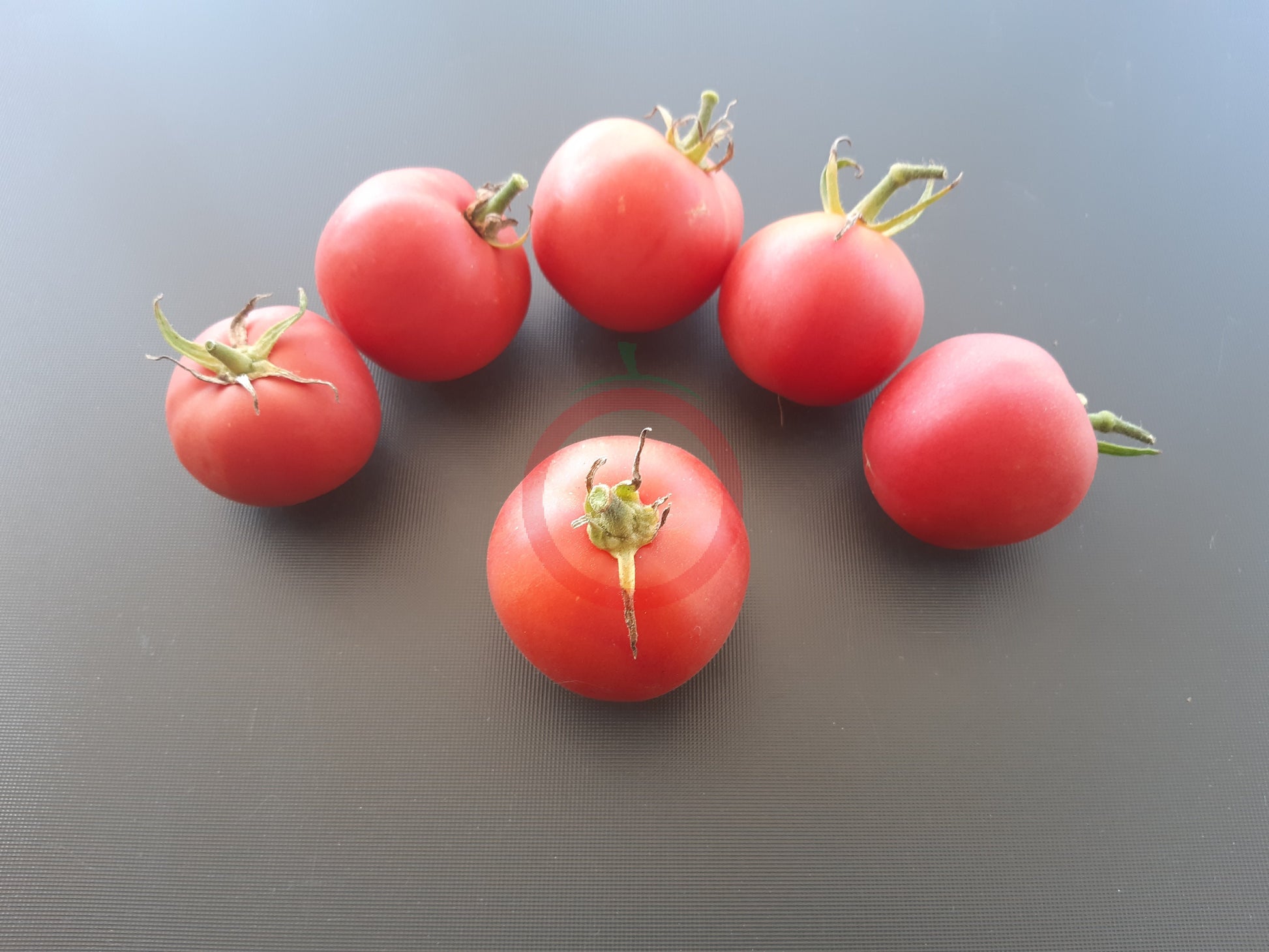 Pêche Andrieux Vilmorin DER TOMATENFLÜSTERER