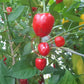 Peppdew DER TOMATENFLÜSTERER