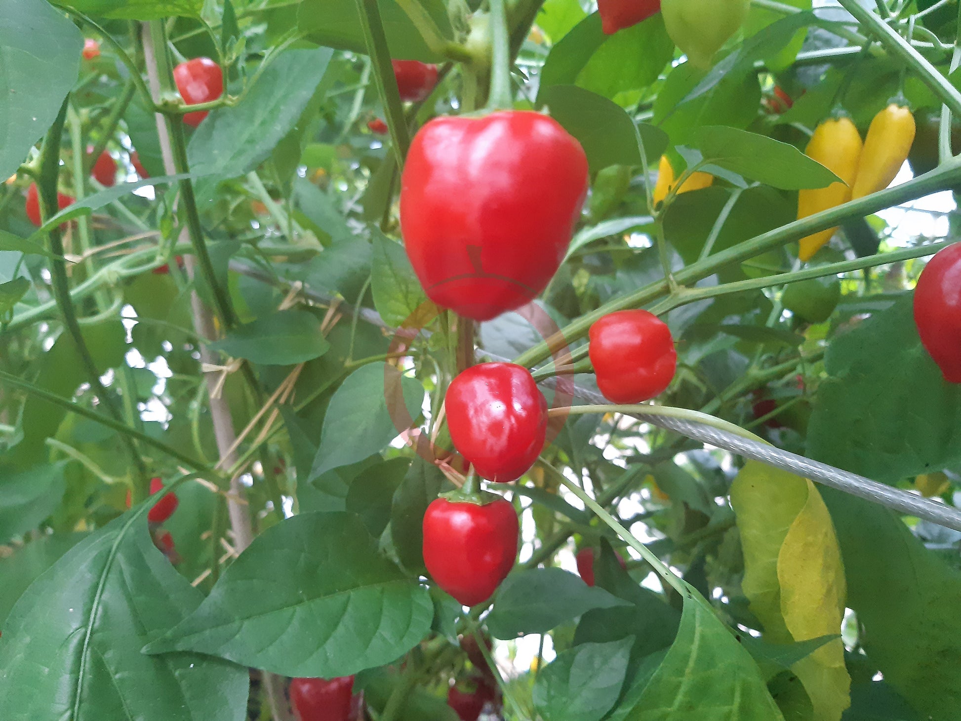 Peppdew DER TOMATENFLÜSTERER