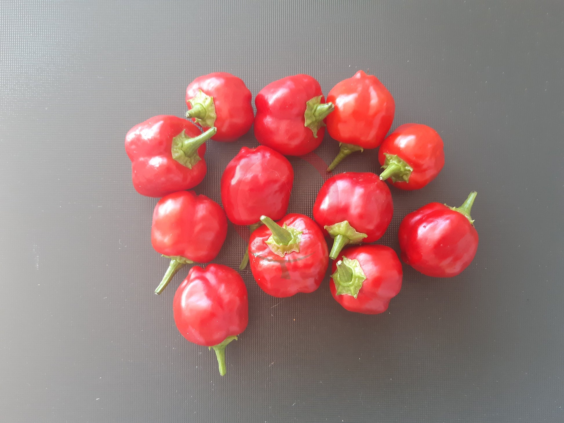 Peppdew DER TOMATENFLÜSTERER