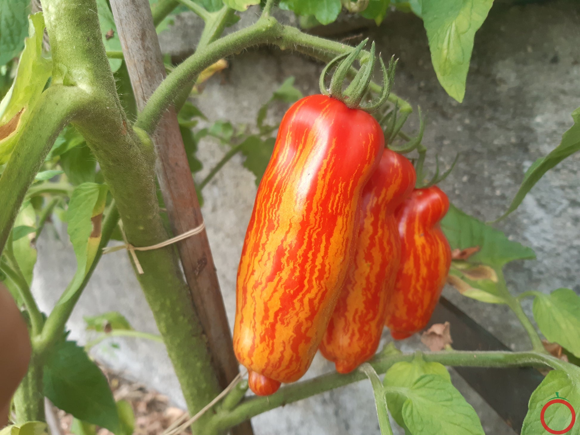 Perzevidnij Polosatij DER TOMATENFLÜSTERER