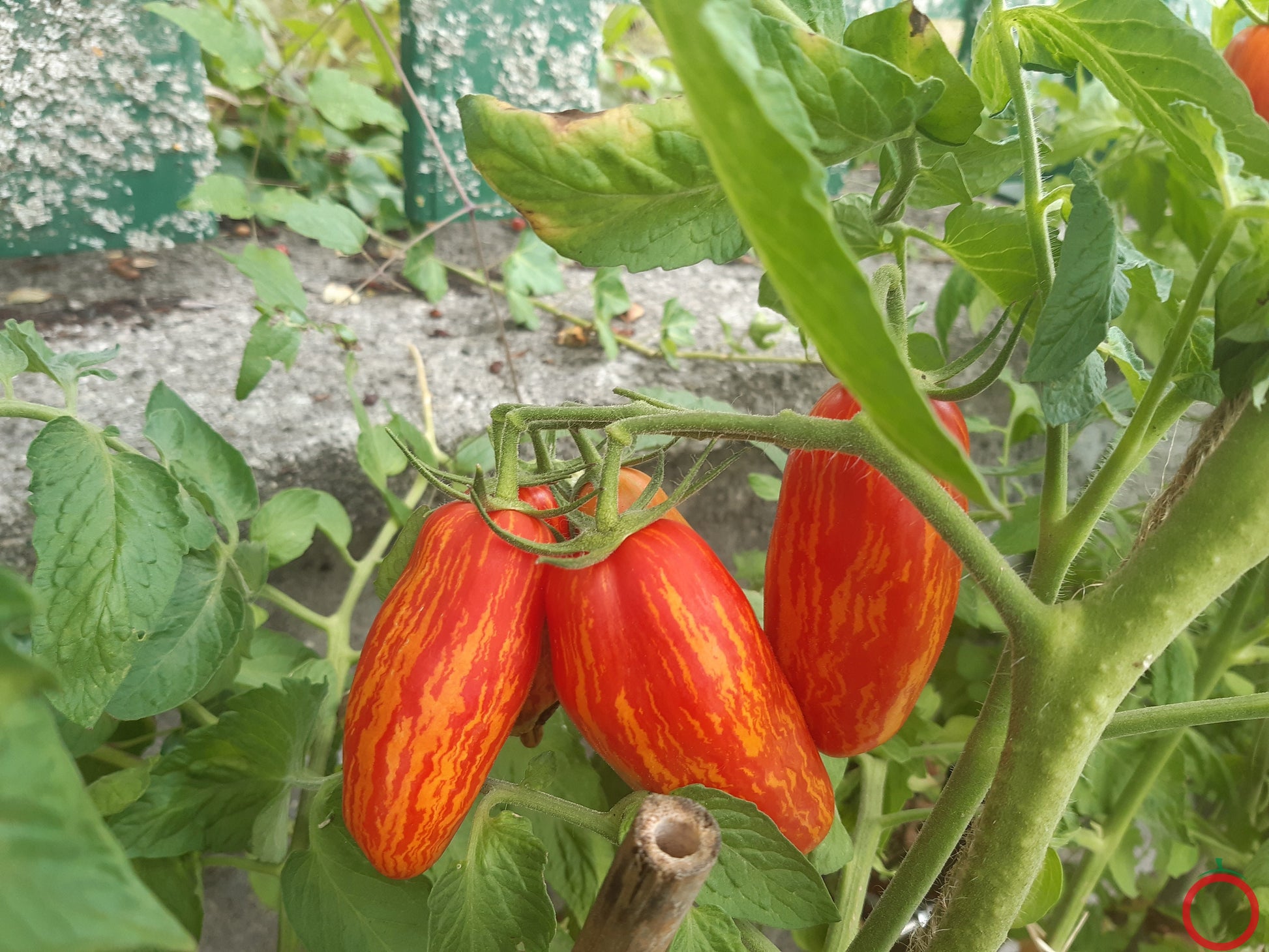 Perzevidnij Polosatij DER TOMATENFLÜSTERER