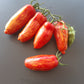 Perzevidnij Polosatij DER TOMATENFLÜSTERER