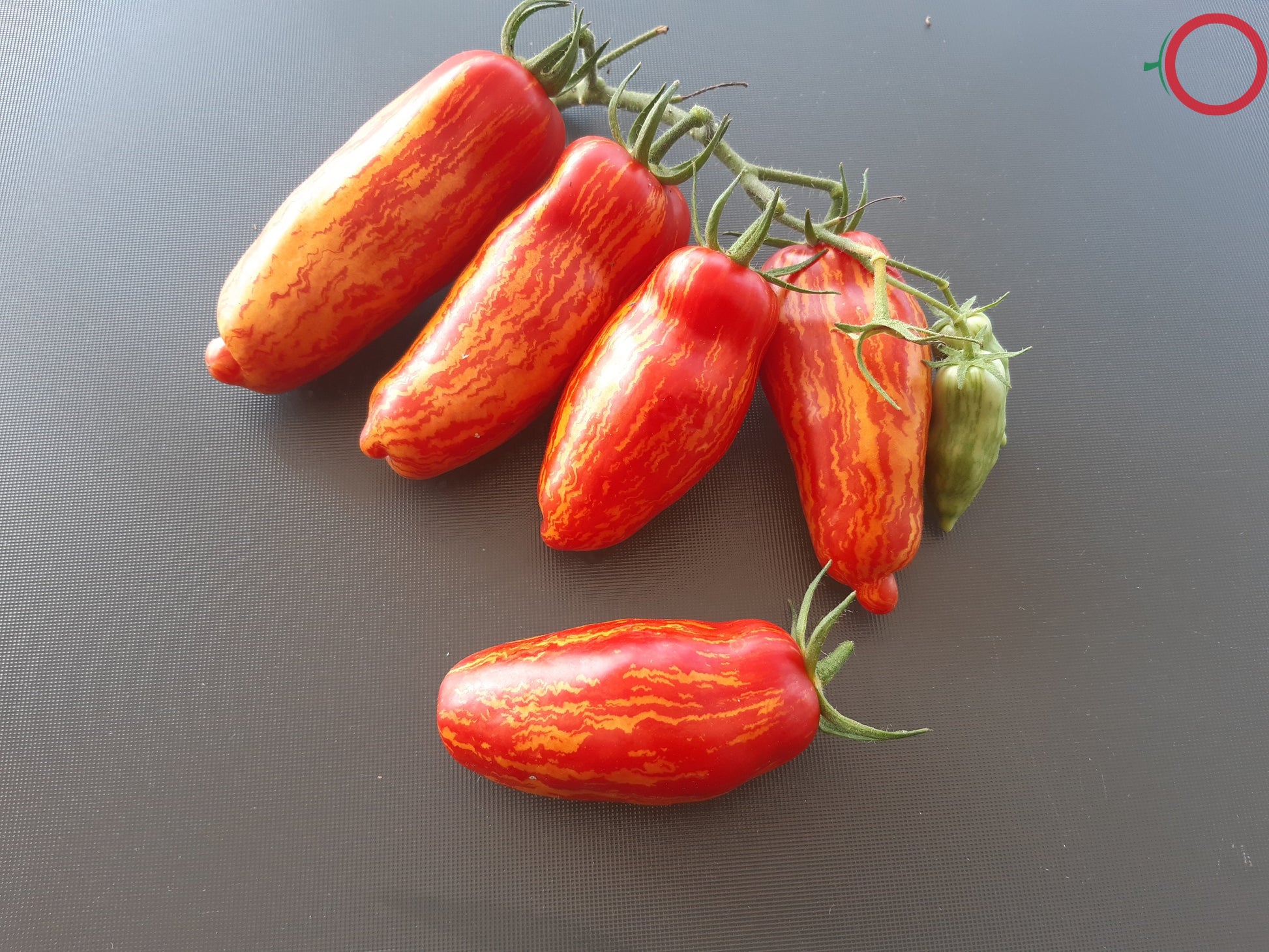 Perzevidnij Polosatij DER TOMATENFLÜSTERER