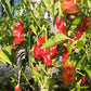 Peter Pepper DER TOMATENFLÜSTERER