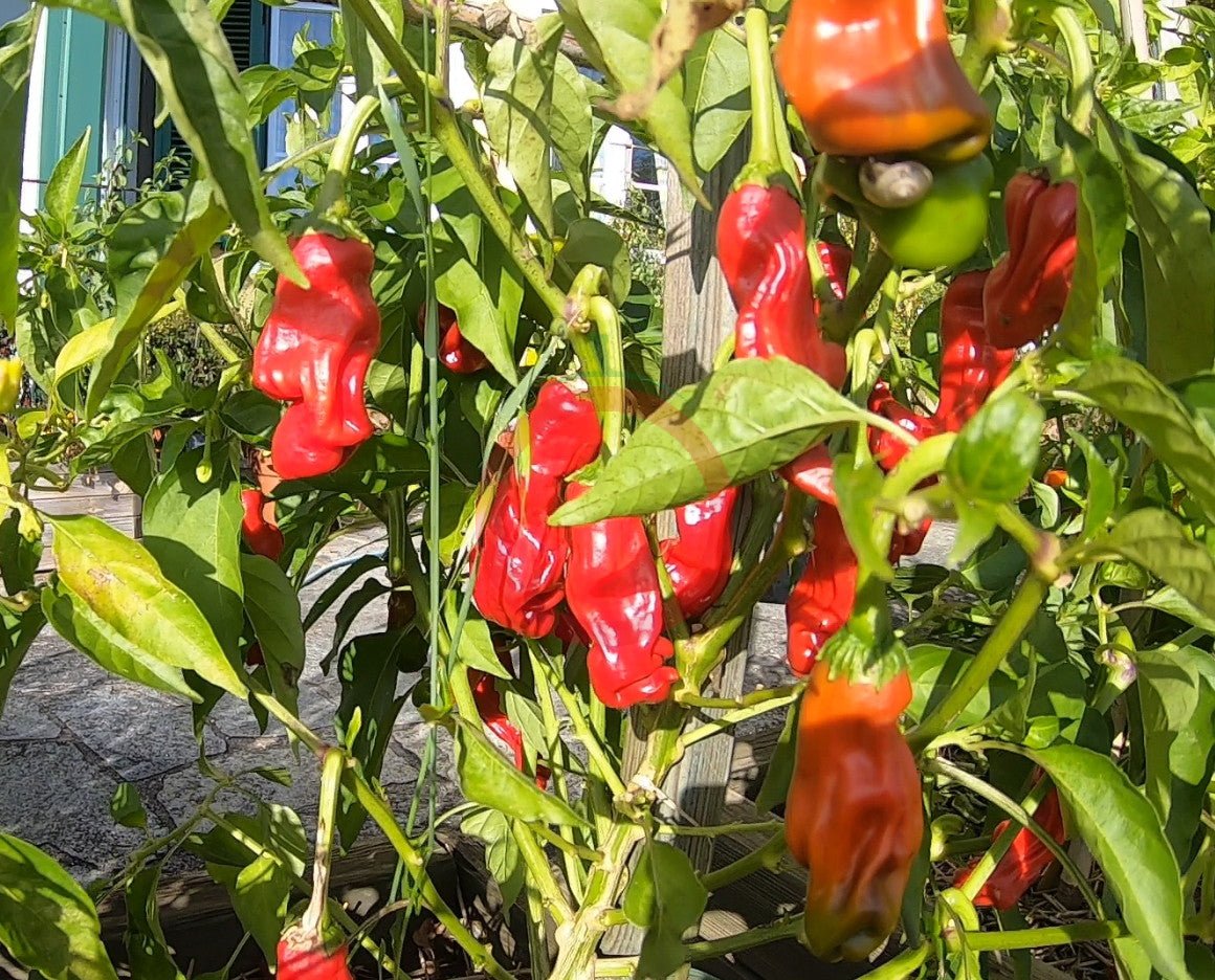 Peter Pepper DER TOMATENFLÜSTERER