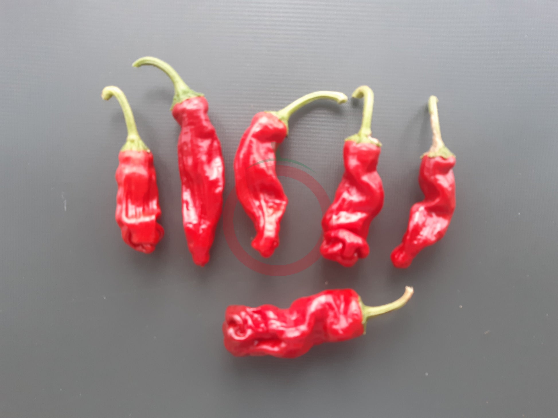 Peter Pepper DER TOMATENFLÜSTERER