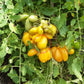 Phil´s One DER TOMATENFLÜSTERER
