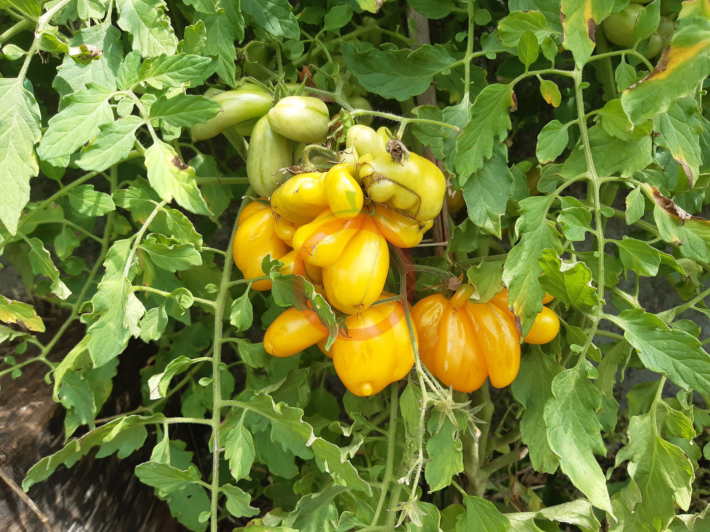 Phil´s One DER TOMATENFLÜSTERER