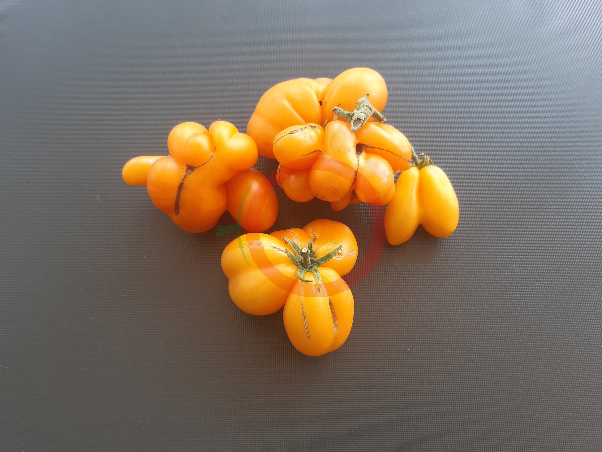 Phil´s One DER TOMATENFLÜSTERER