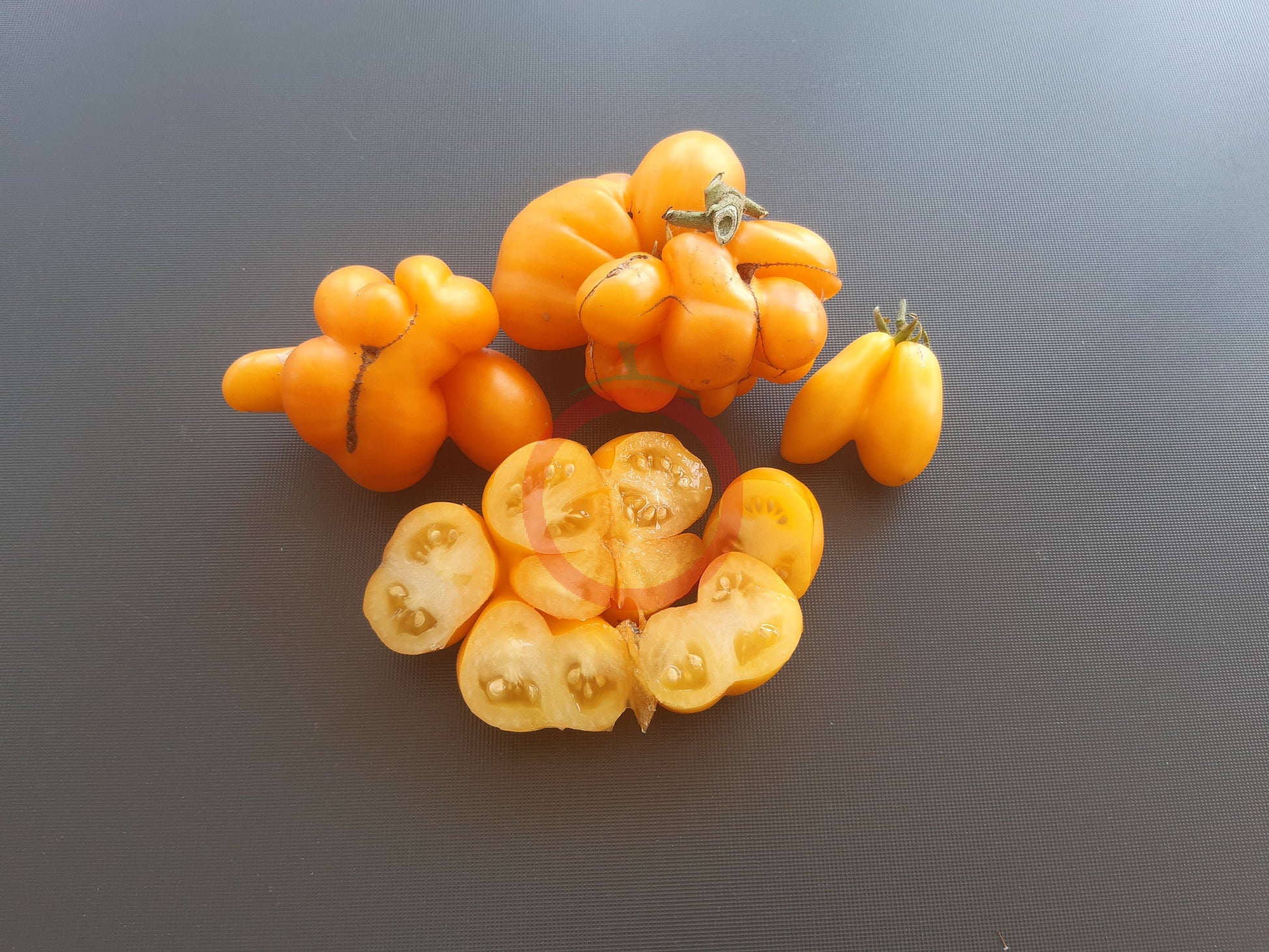 Phil´s One DER TOMATENFLÜSTERER
