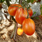 Piedmont Pear DER TOMATENFLÜSTERER