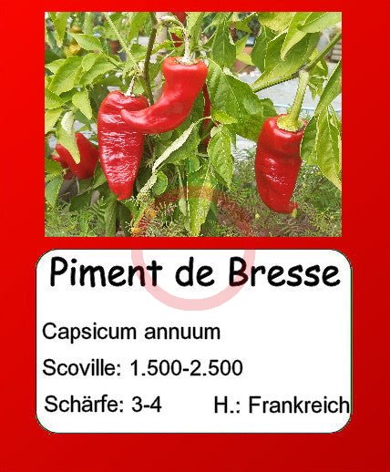 Piment de Bresse DER TOMATENFLÜSTERER