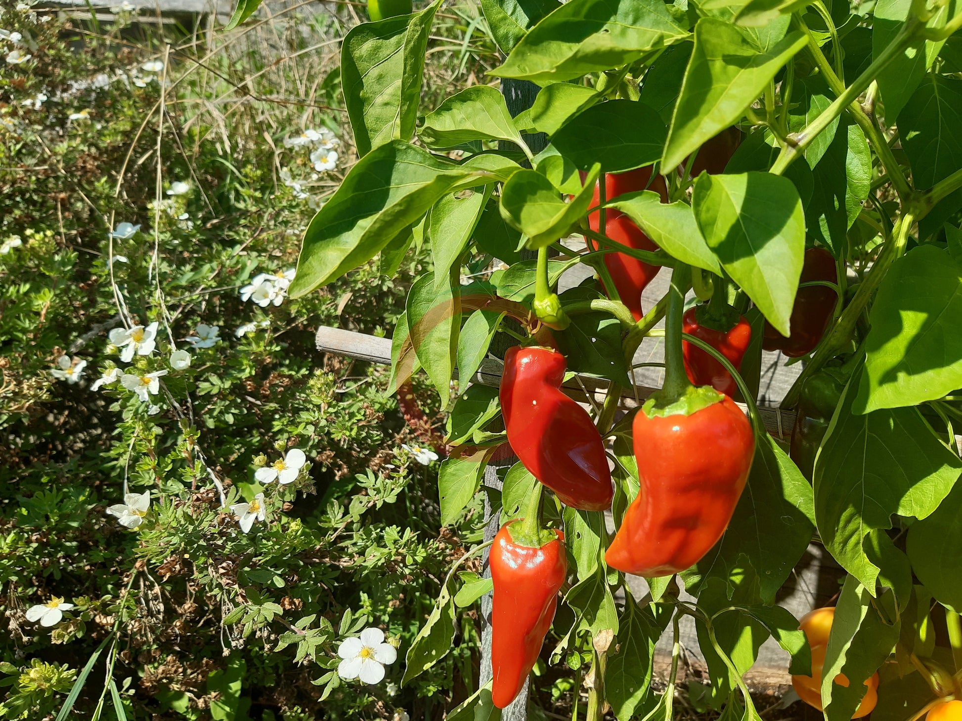 Pimento Piquillo DER TOMATENFLÜSTERER