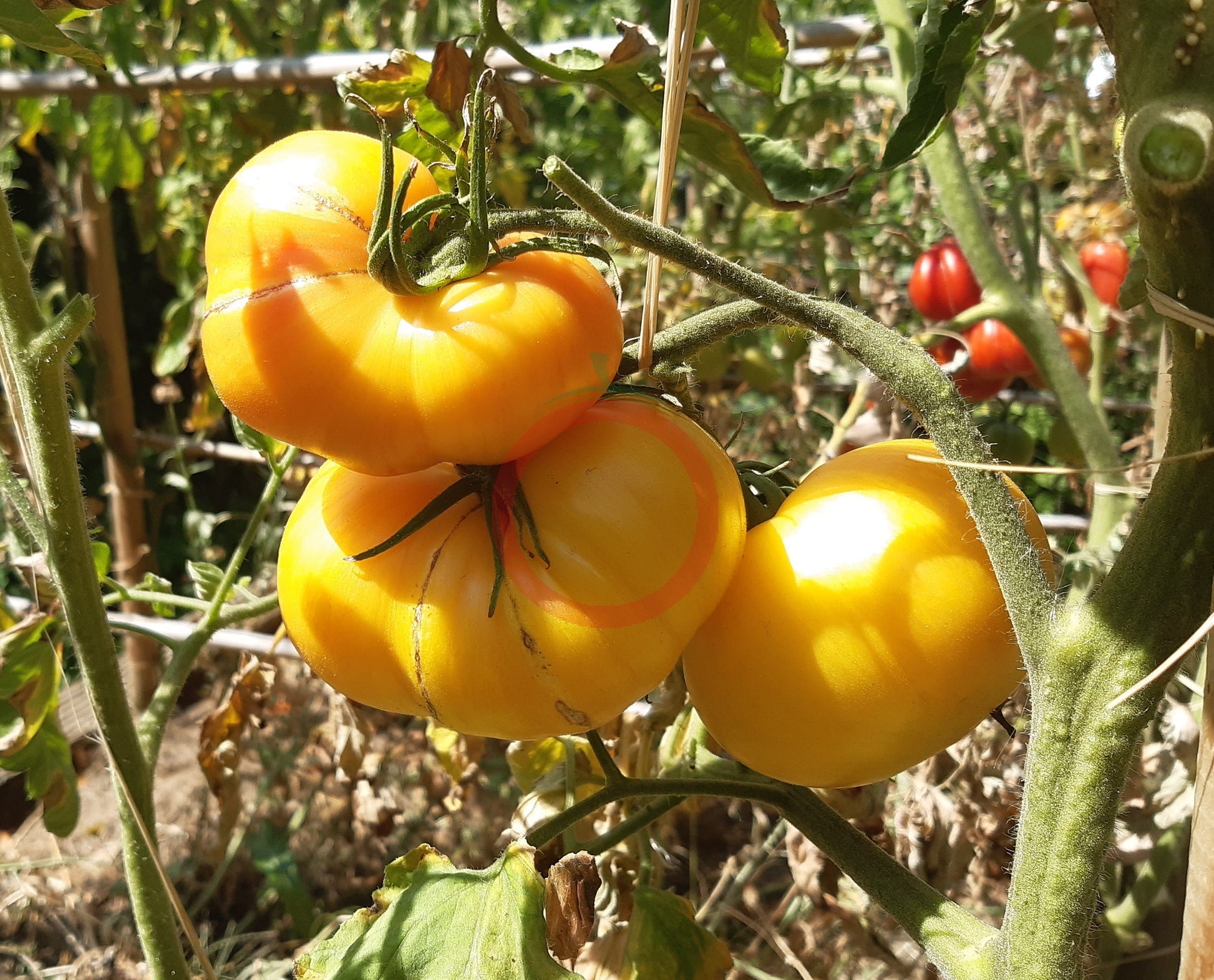 Pineapple Pig DER TOMATENFLÜSTERER