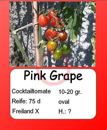 Pink Grape DER TOMATENFLÜSTERER