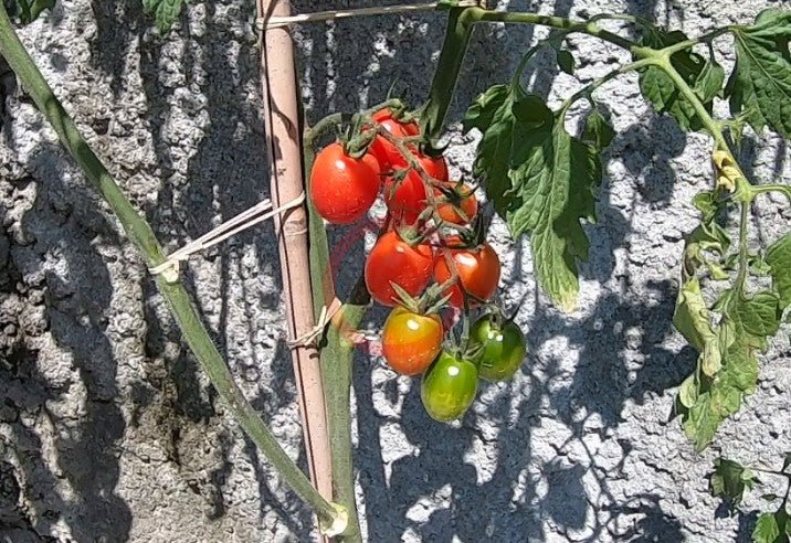 Pink Grape DER TOMATENFLÜSTERER