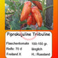 Piprakujuline Triibuline DER TOMATENFLÜSTERER