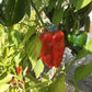 Poblano DER TOMATENFLÜSTERER
