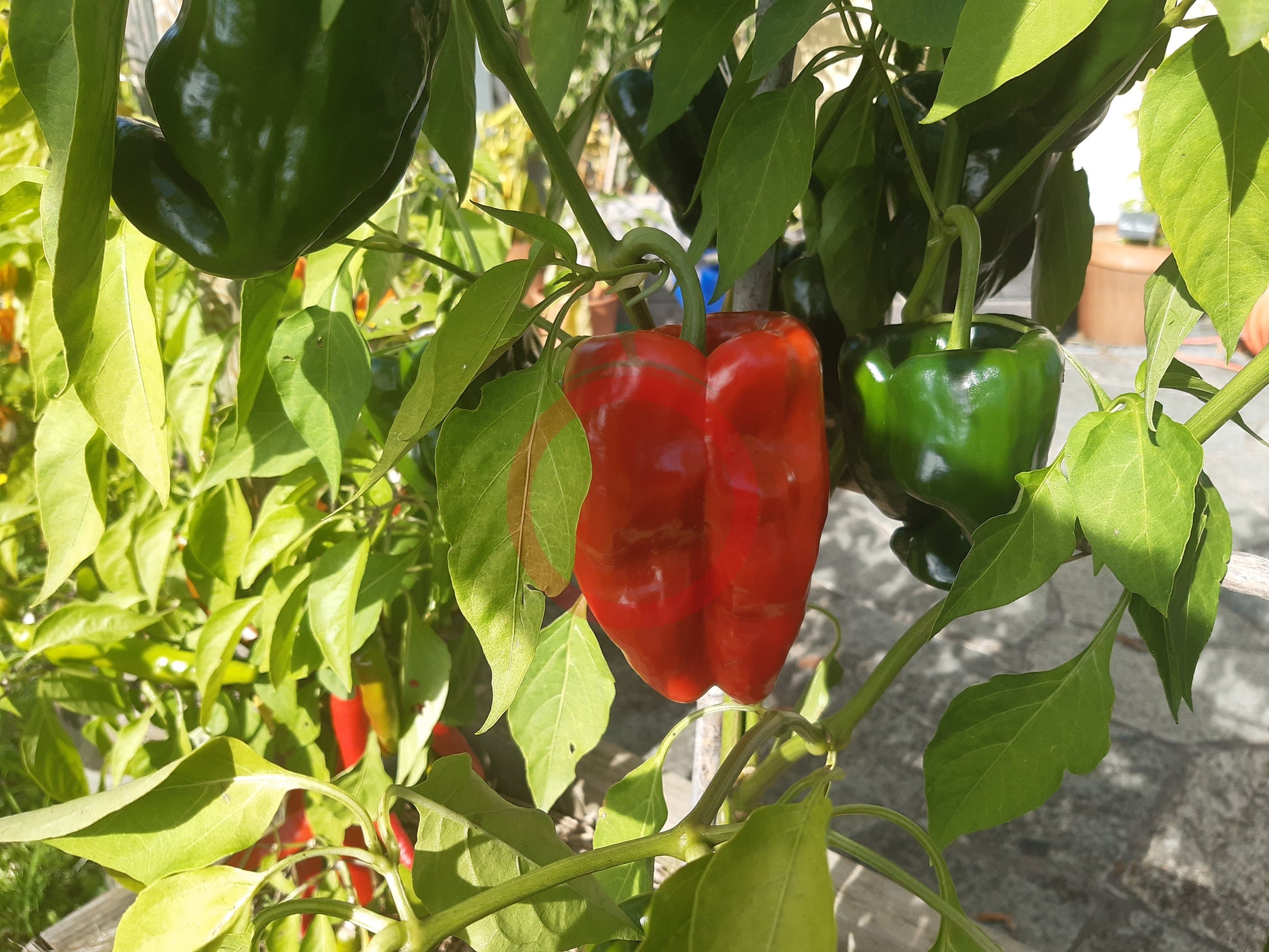 Poblano DER TOMATENFLÜSTERER