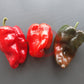 Poblano DER TOMATENFLÜSTERER
