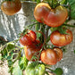 Polaris DER TOMATENFLÜSTERER