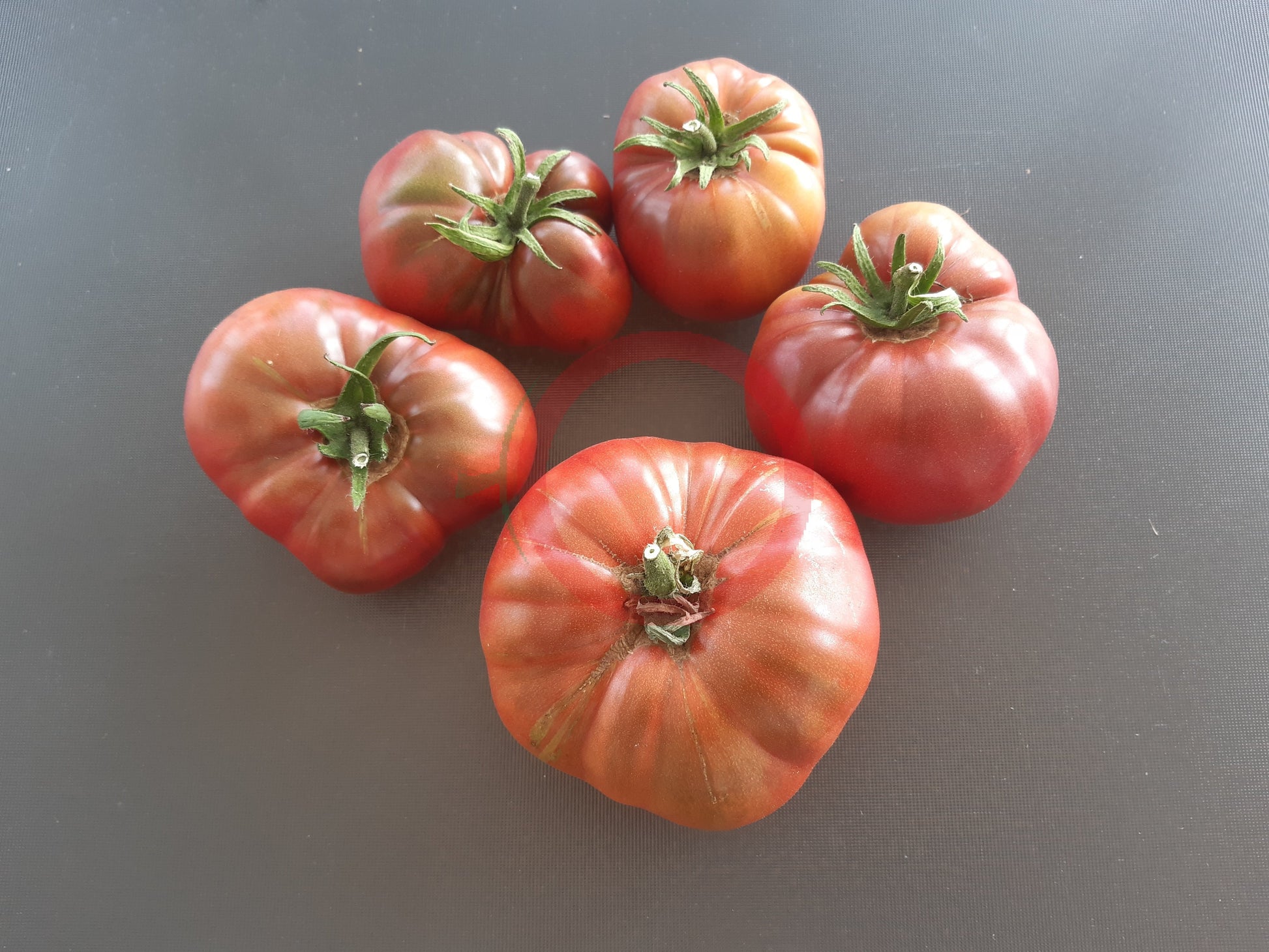 Polaris DER TOMATENFLÜSTERER