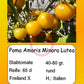 Poma Amoris Minora Lutea DER TOMATENFLÜSTERER